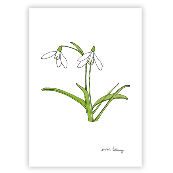 lacarteriedemma-lidbury-carte-Illustration-perce-neige-blanc-fleur